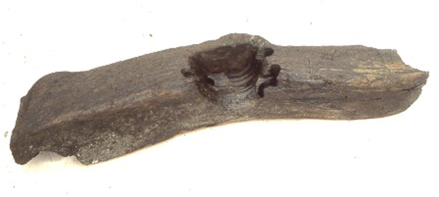 Mølledel fra ca. 1000, fundet i Mølleåen