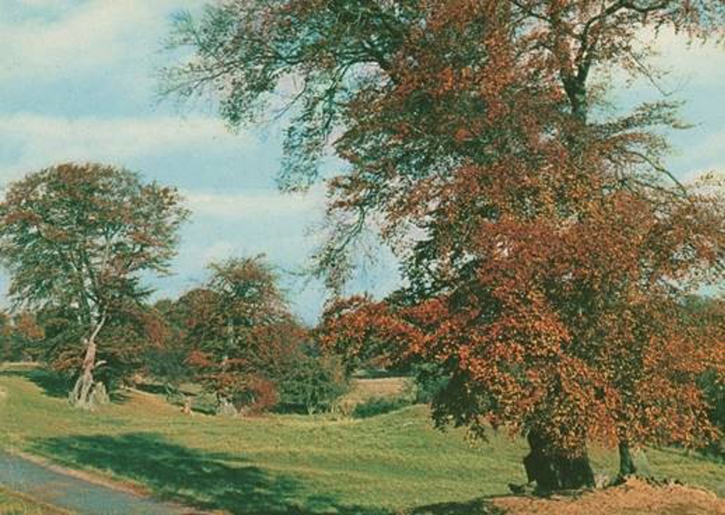 Postkort fra Dyrehaven ved Den slesvigske Sten, ca. 1960