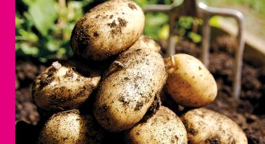 Kartofler med jord